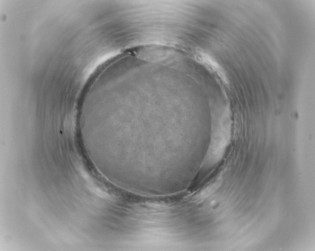 X0000088850580200706221702