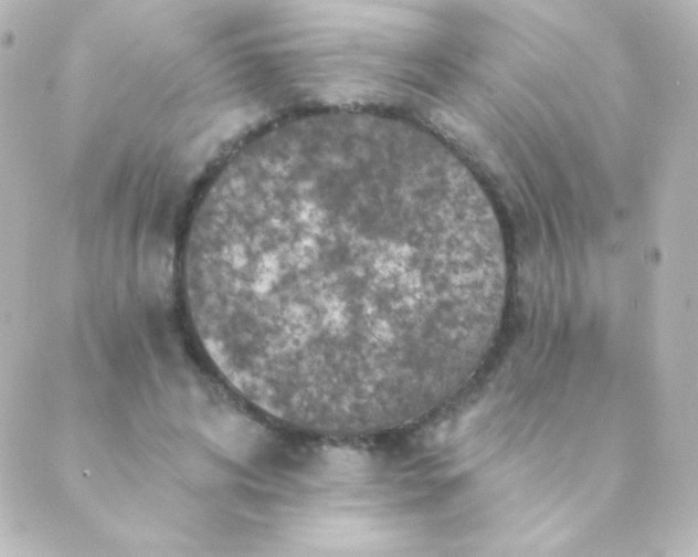 X0000088850592200706221702