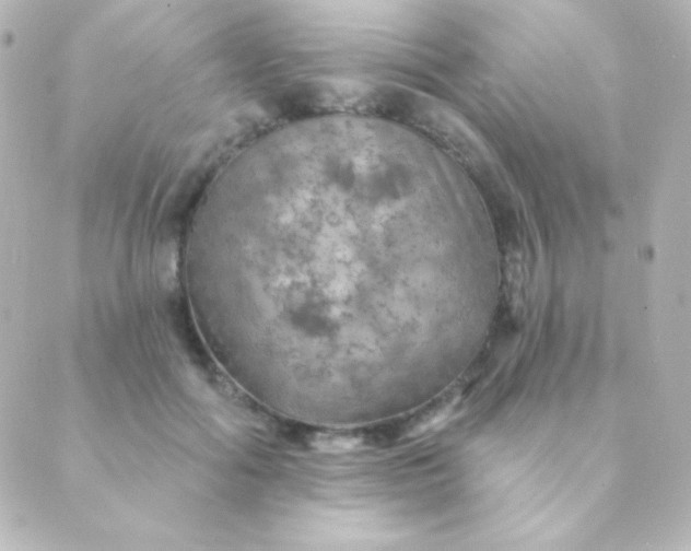 X0000088850602200706221702