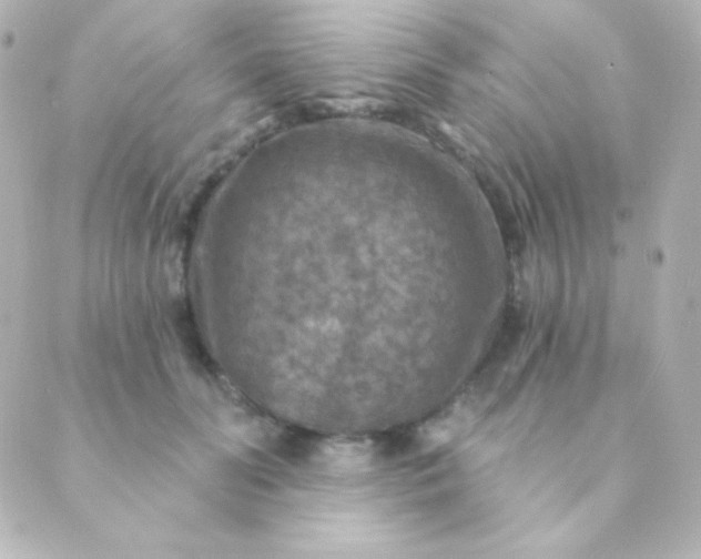 X0000088850606200706221702