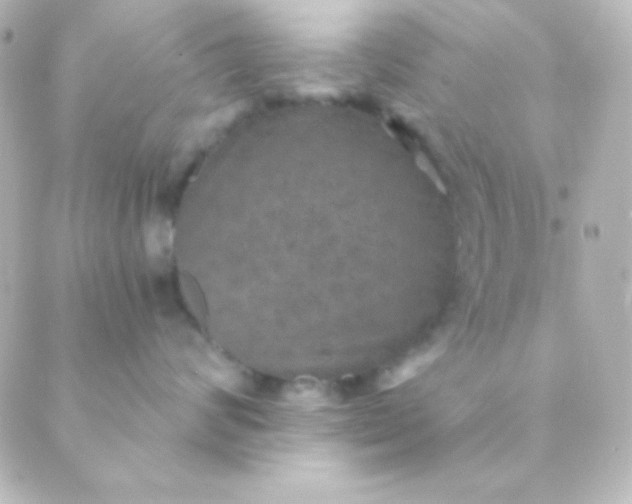 X0000088850624200706221702