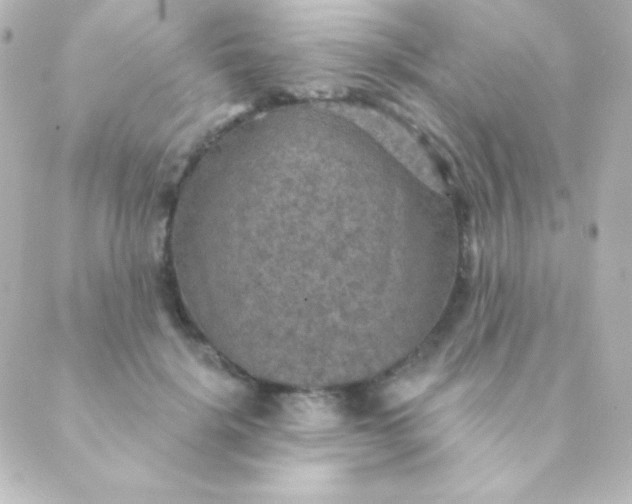 X0000088850652200706221701