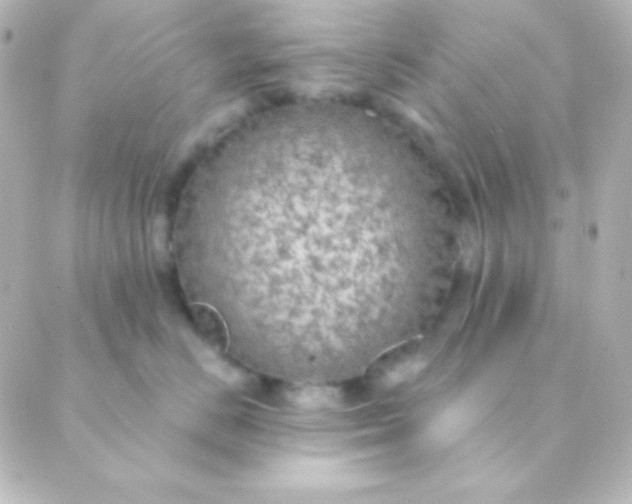 X0000088850670200706221701