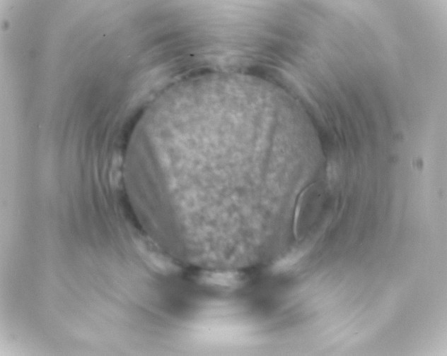 X0000088850671200706221702