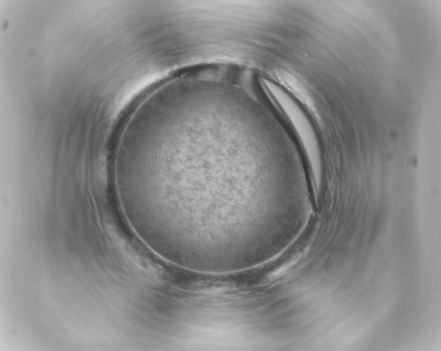 X0000088850676200706221701