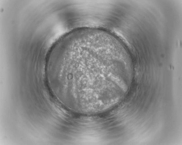 X0000088850679200706221701