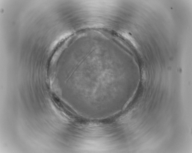 X0000088850684200706221701