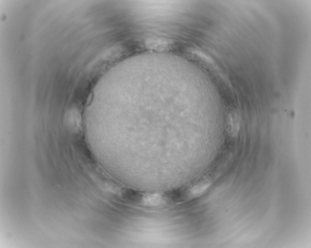 X0000088850705200706221700