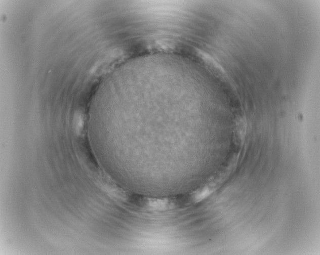 X0000088850709200706221700