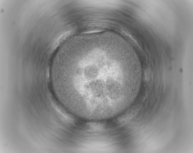 X0000088850733200706221659