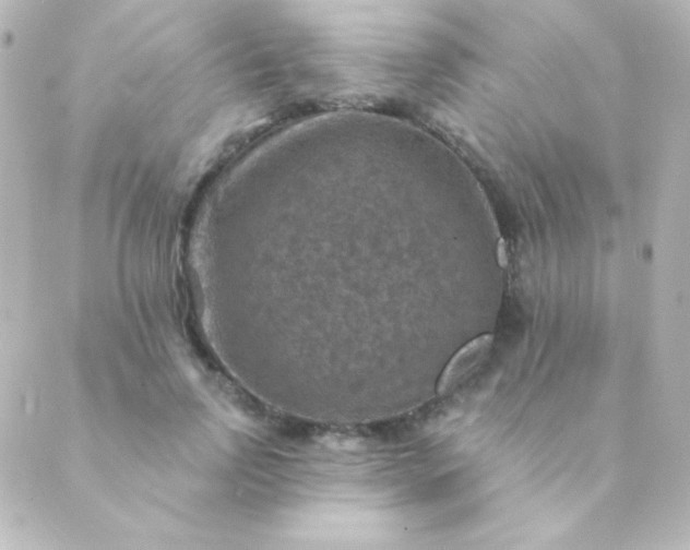 X0000088850742200706221700