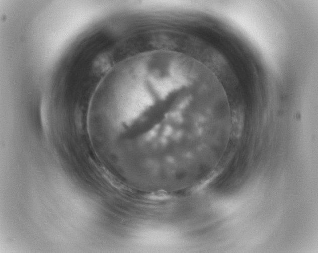 X0000088850765200706221700