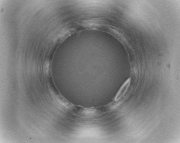 X0000088850767200706221700