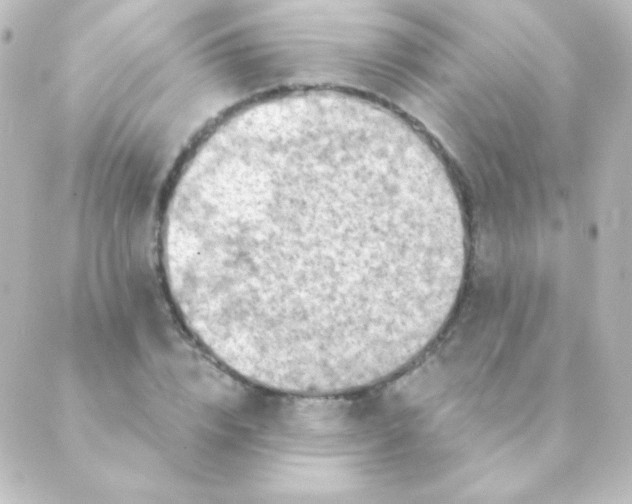 X0000088850832200706221658