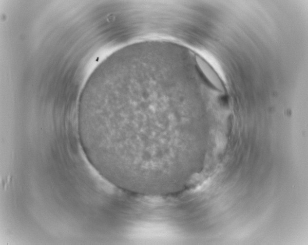 X0000088850911200706221657