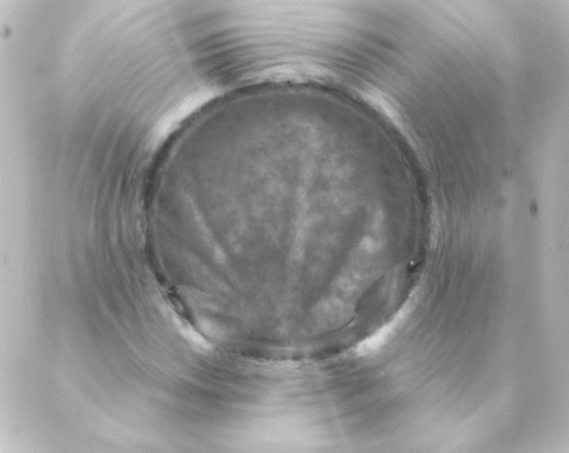 X0000088851018200706221655