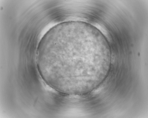 X0000088851094200706221654