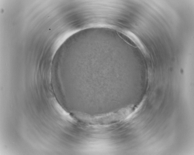 X0000088851244200706221652