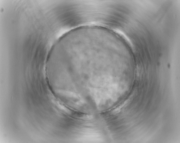 X0000088851278200706221651