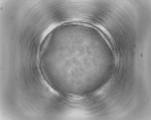 X0000088851294200706221651