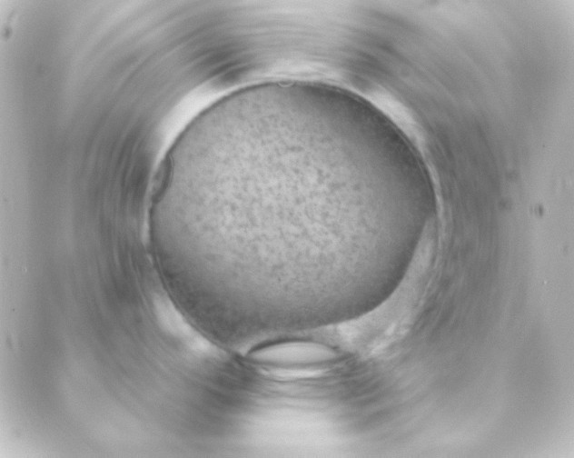 X0000088851296200706221651