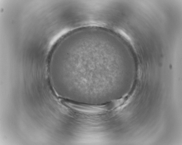 X0000088851310200706221650