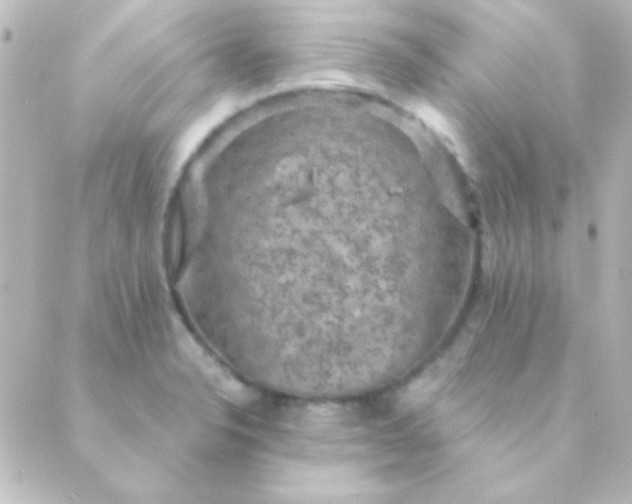 X0000088851326200706221650