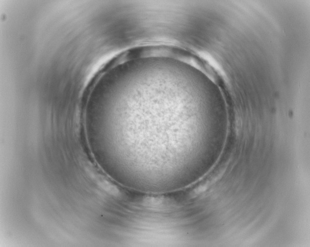 X0000088851364200706221650