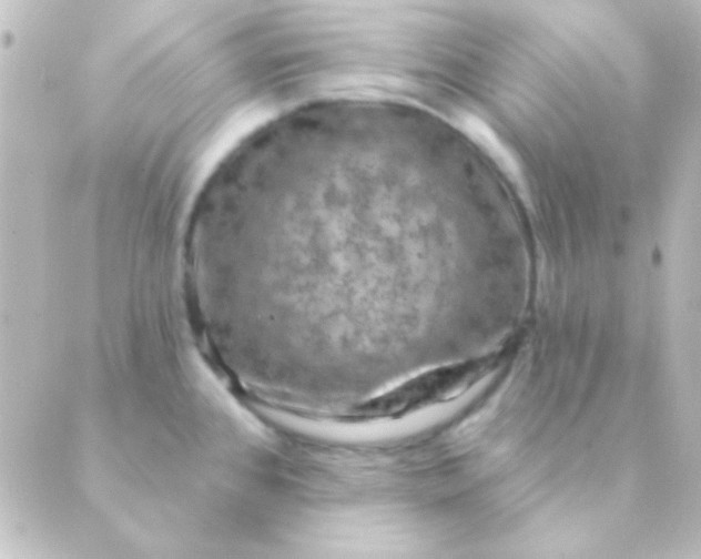 X0000088851384200706221649