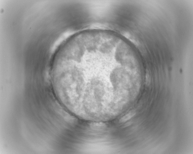 X0000088851454200706221648