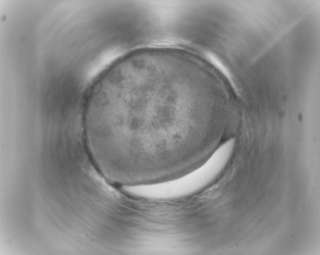 X0000088851456200706221648