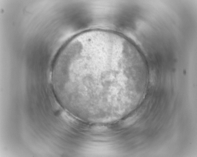 X0000088851462200706221648