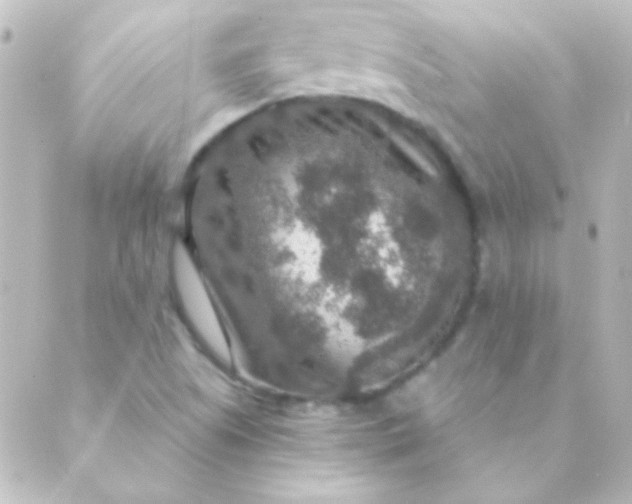 X0000088851505200706221647