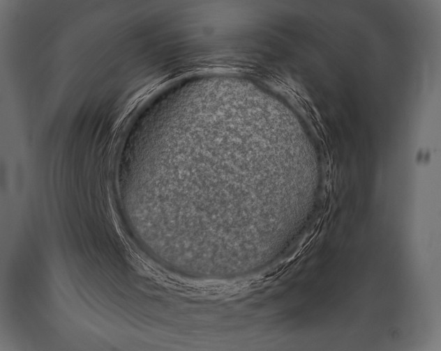 X0000088850001200706291506