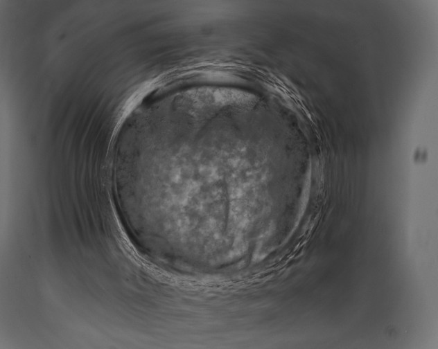 X0000088850003200706291506