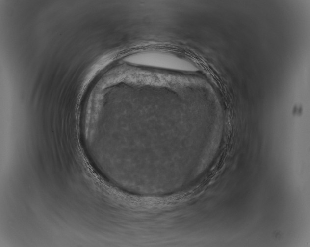 X0000088850006200706291505