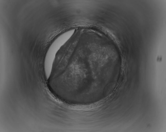 X0000088850017200706291505