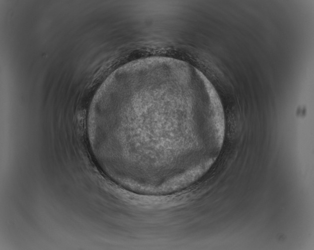 X0000088850034200706291505