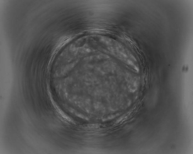 X0000088850049200706291504