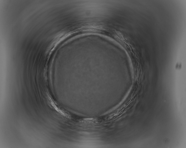 X0000088850050200706291504