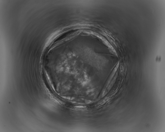 X0000088850053200706291504