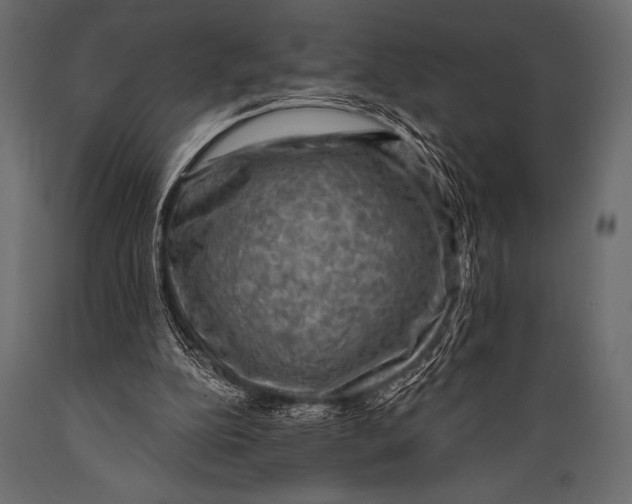 X0000088850152200706291503