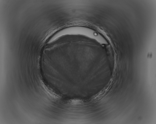 X0000088850154200706291503