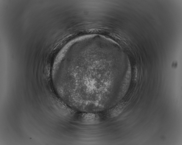 X0000088850230200706291502