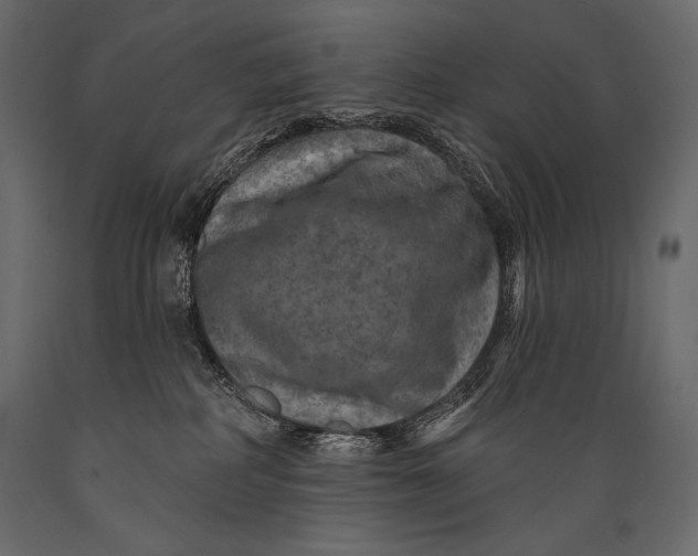 X0000088850234200706291502