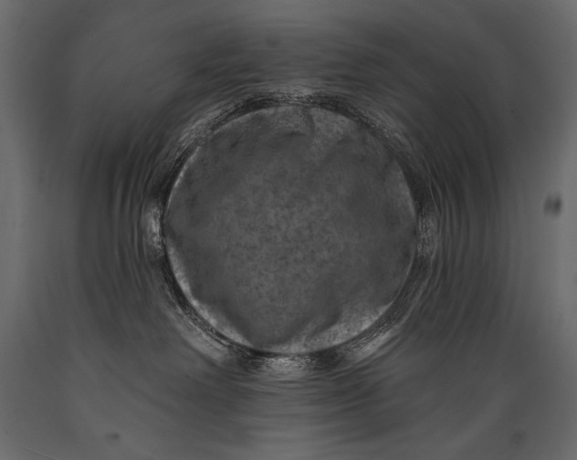 X0000088850238200706291502