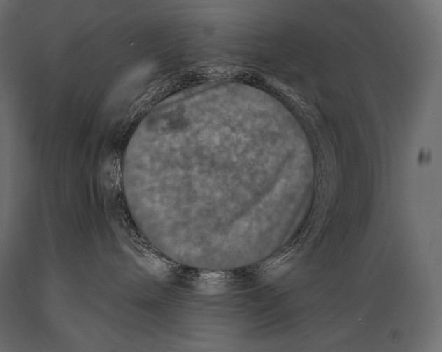 X0000088850240200706291502