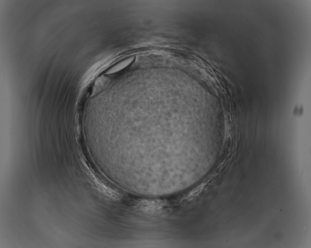 X0000088850245200706291501