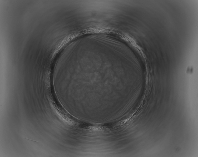 X0000088850250200706291502