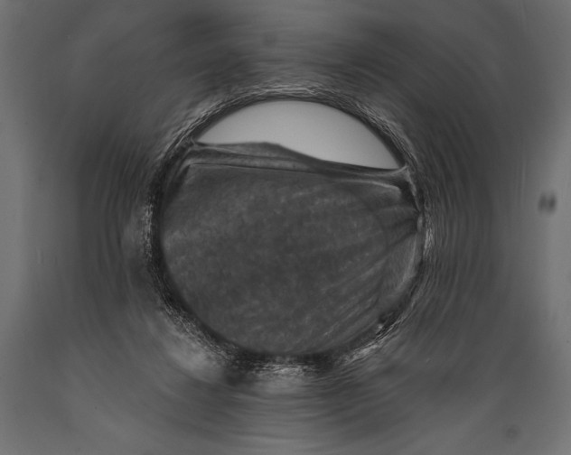 X0000088850260200706291502